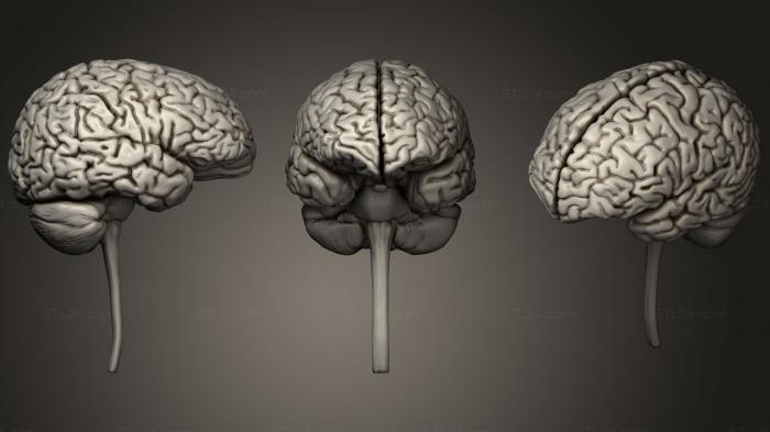 Анатомия скелеты и черепа (Мозг, ANTM_0328) 3D модель для ЧПУ станка